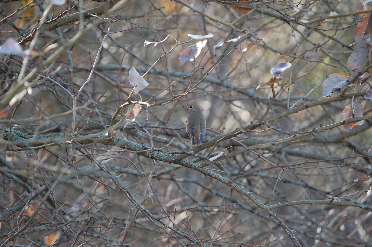 Tordo di Pallas - ML645471946