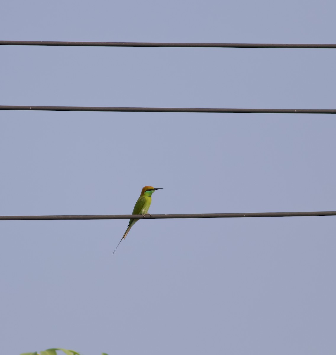 Asian Green Bee-eater - ML645471947
