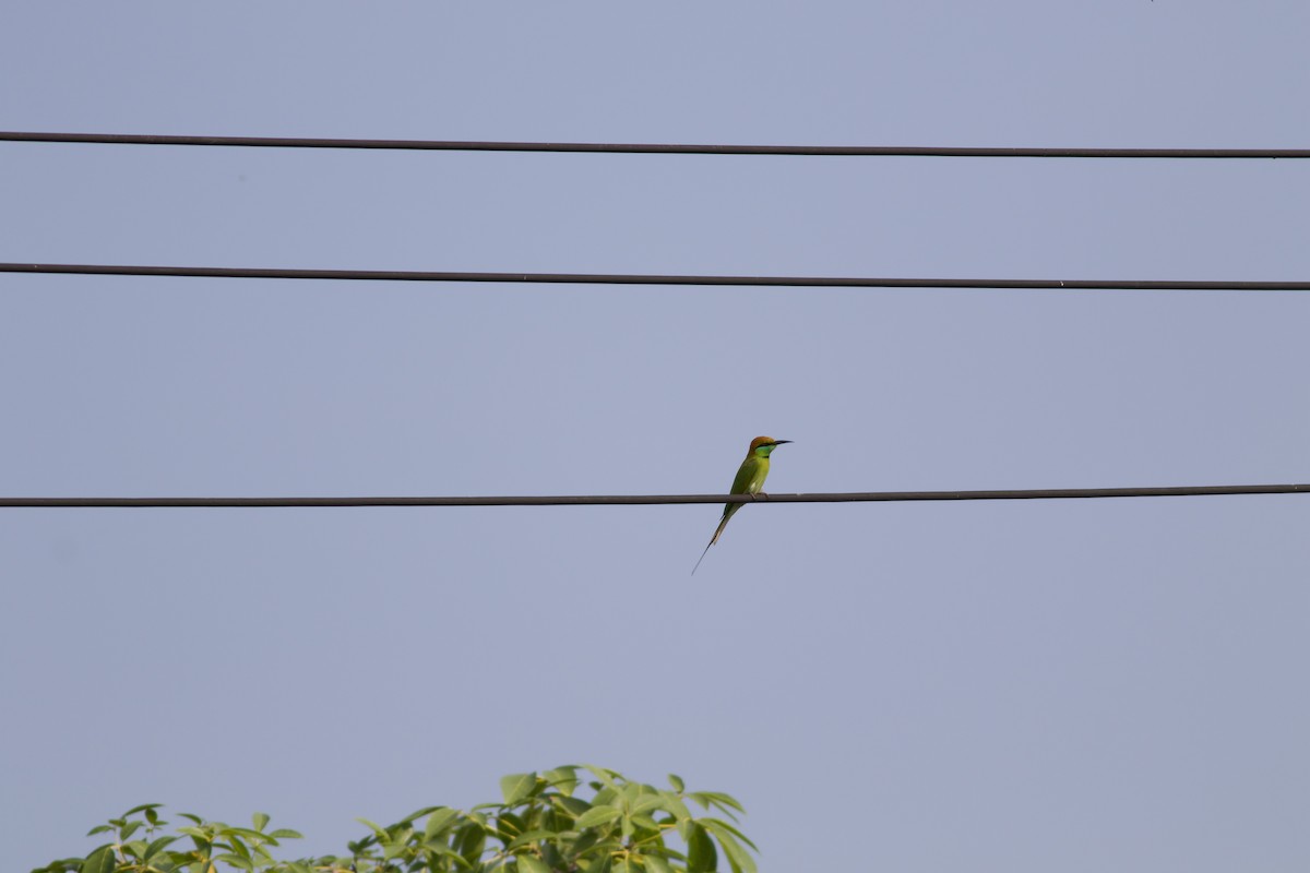 Asian Green Bee-eater - ML645471948