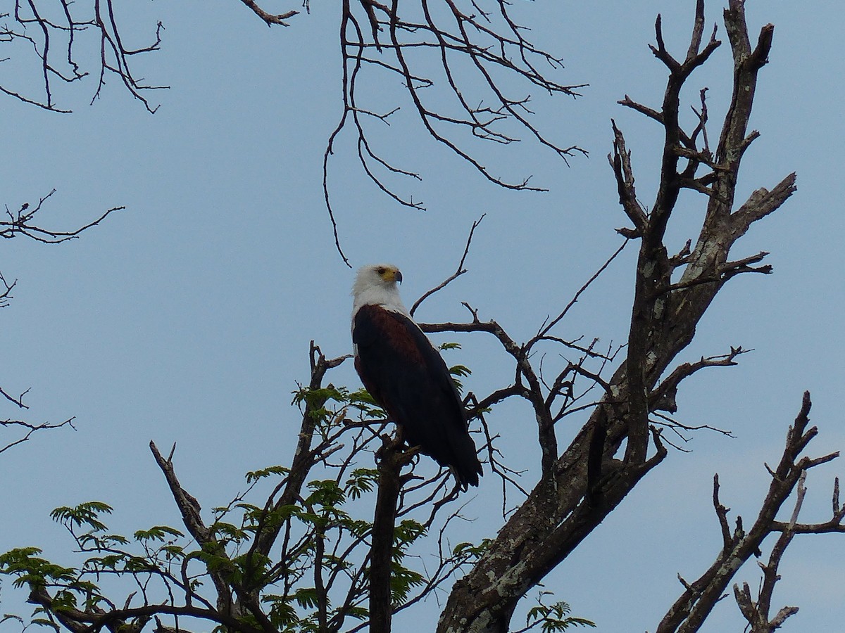 African Fish-Eagle - ML645471949