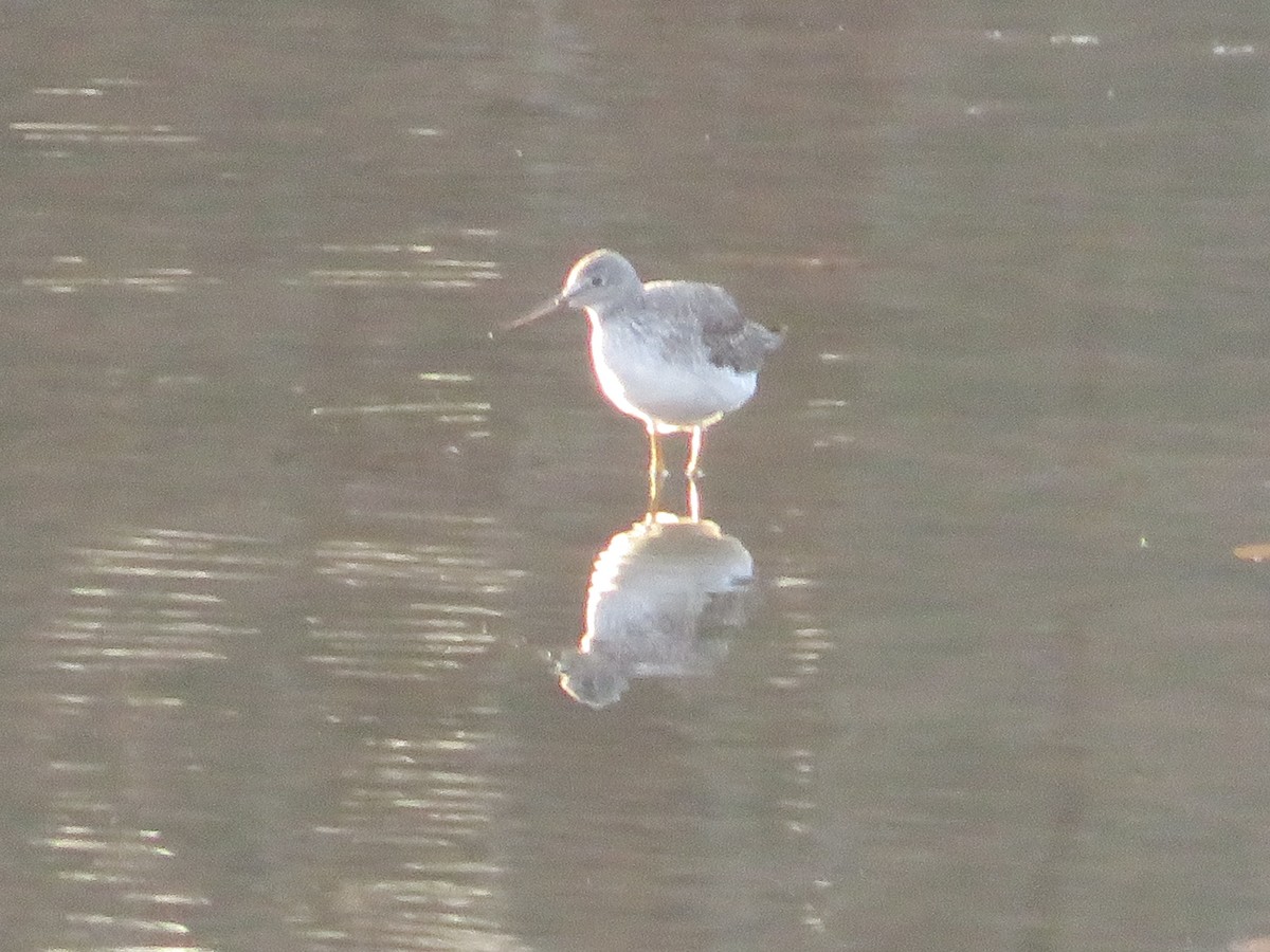 Greater Yellowlegs - ML645471950