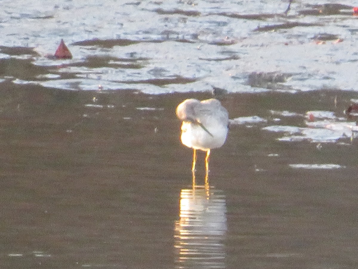 Greater Yellowlegs - ML645471951