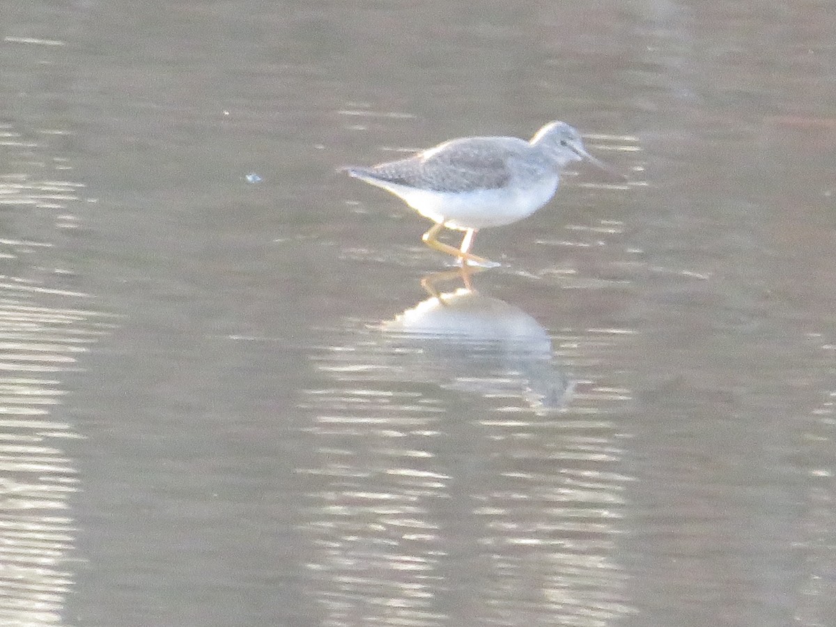 Greater Yellowlegs - ML645471952