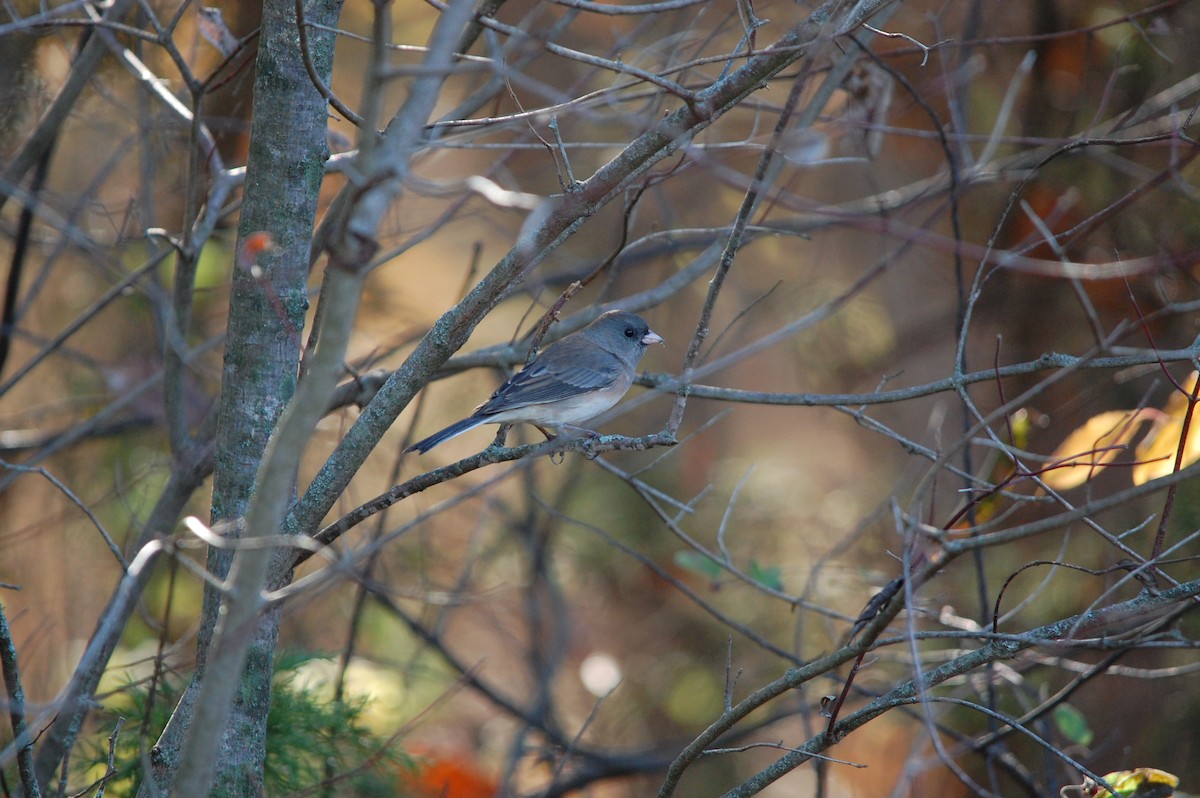 Dark-eyed Junco - ML645471953
