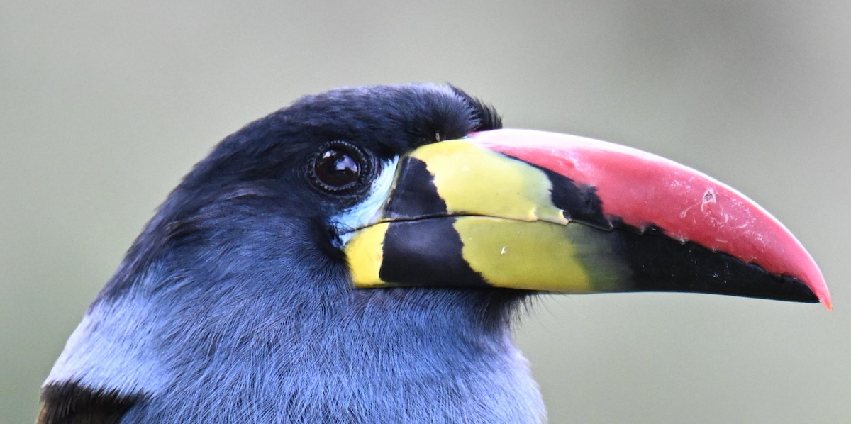 Gray-breasted Mountain-Toucan - ML645471956