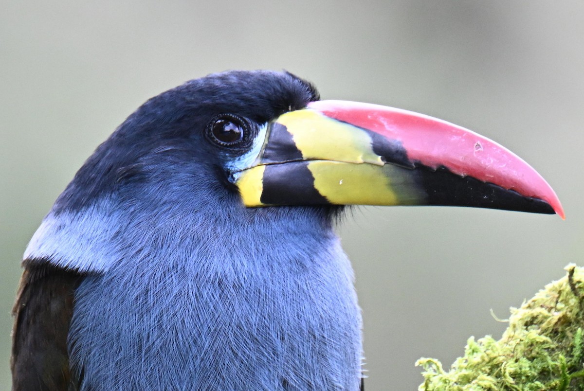 Gray-breasted Mountain-Toucan - ML645471957