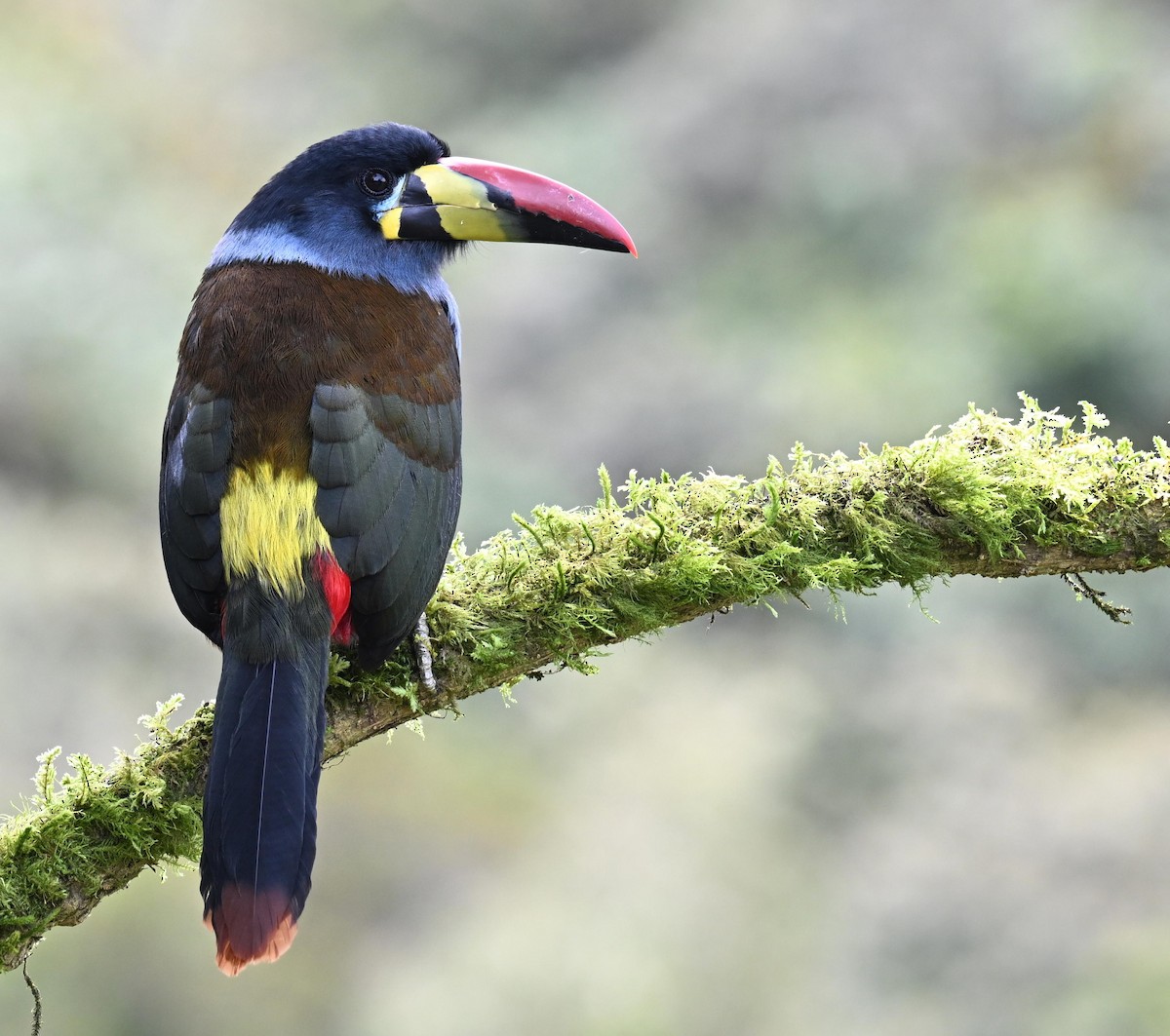 Gray-breasted Mountain-Toucan - ML645471958