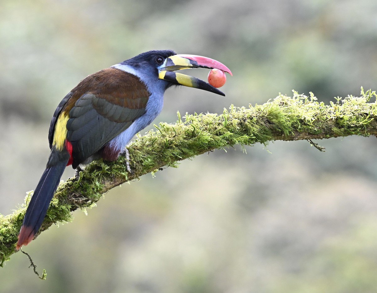 Gray-breasted Mountain-Toucan - ML645471959