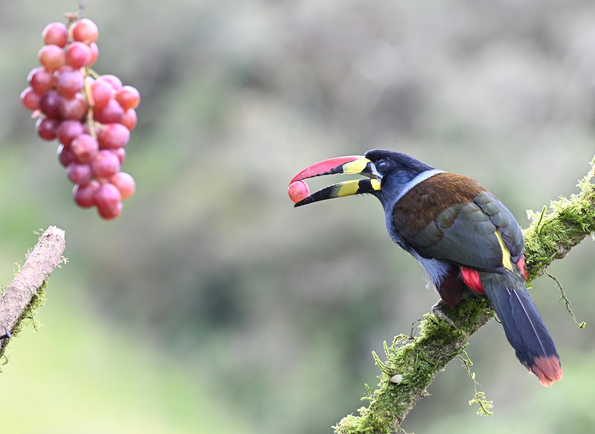 Gray-breasted Mountain-Toucan - ML645471960