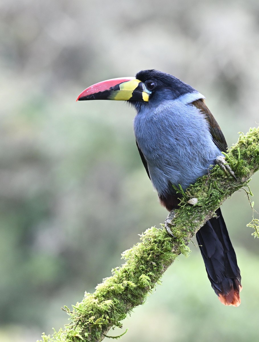 Gray-breasted Mountain-Toucan - ML645471961