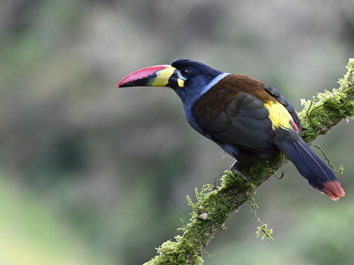 Gray-breasted Mountain-Toucan - ML645471962