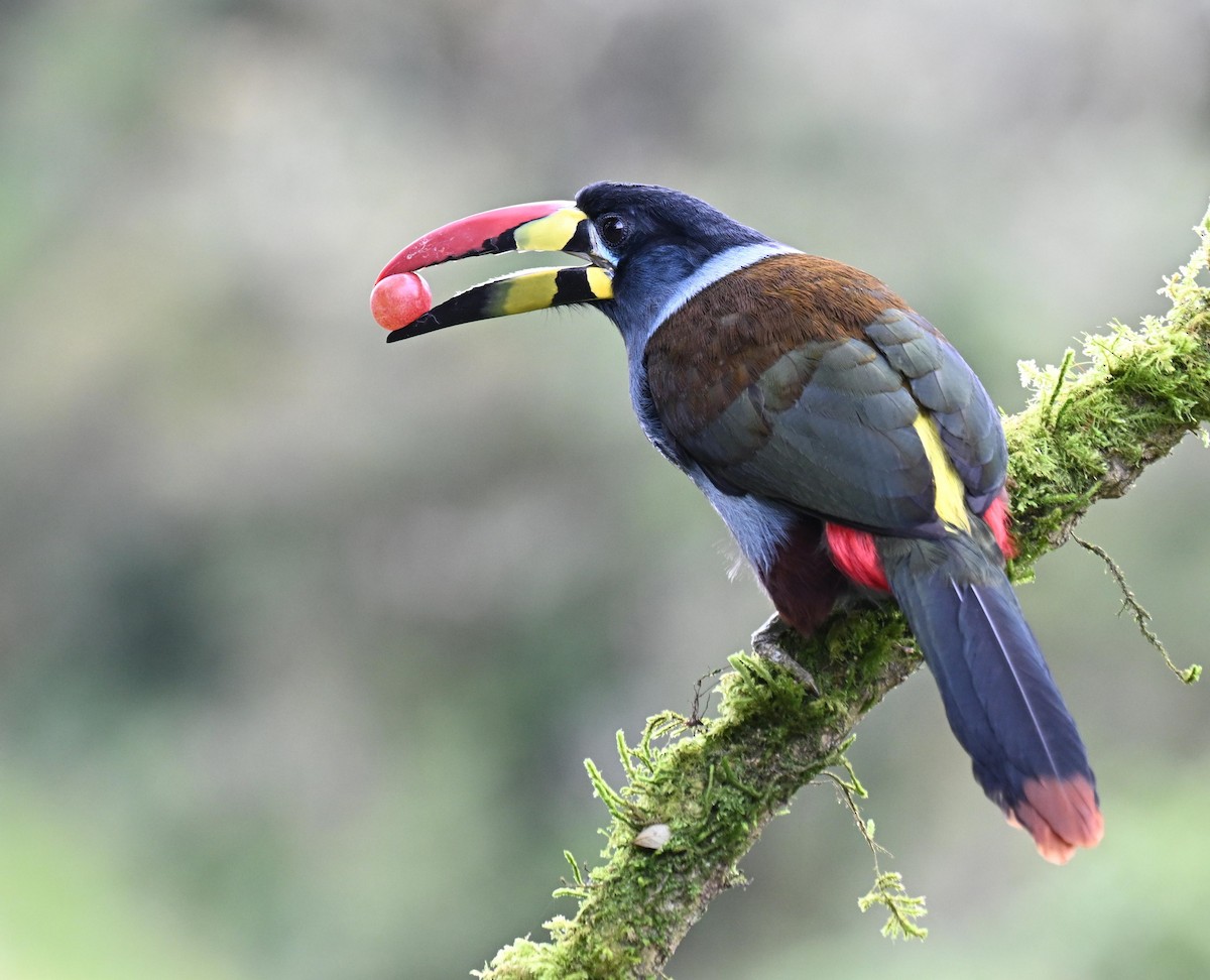 Gray-breasted Mountain-Toucan - ML645471963