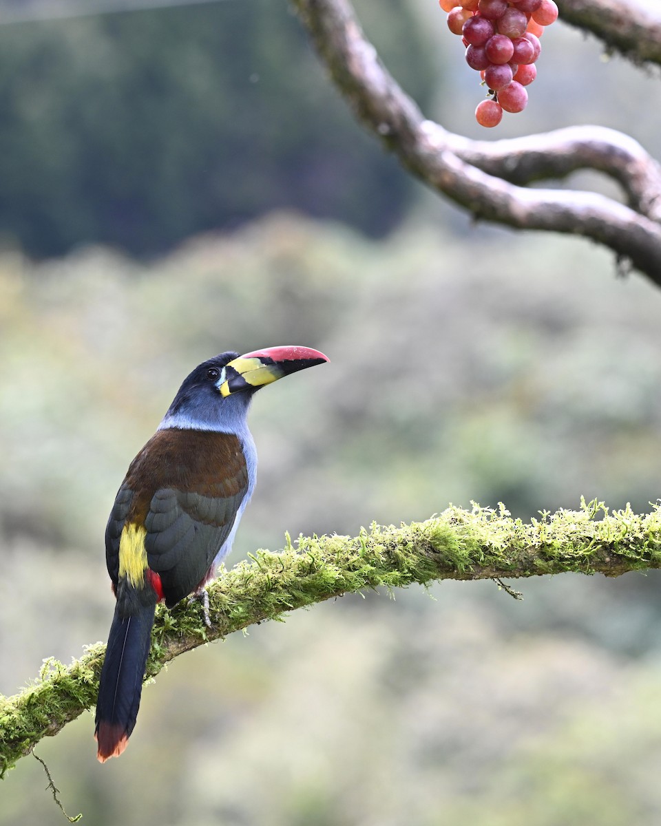 Gray-breasted Mountain-Toucan - ML645471964