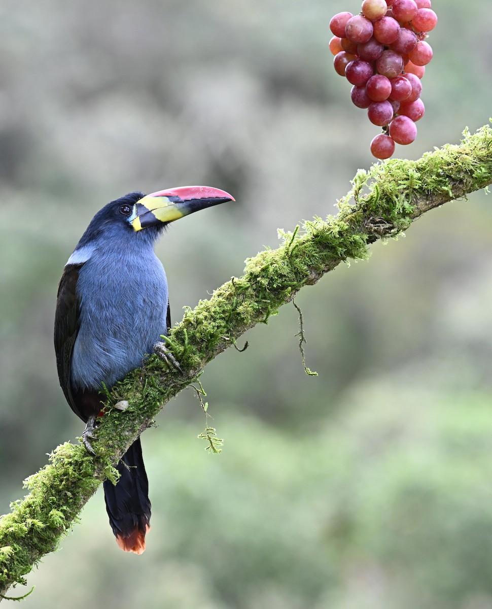 Gray-breasted Mountain-Toucan - ML645471965