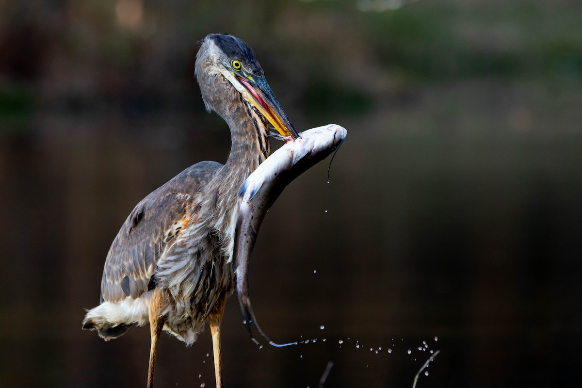 Great Blue Heron - ML645471966