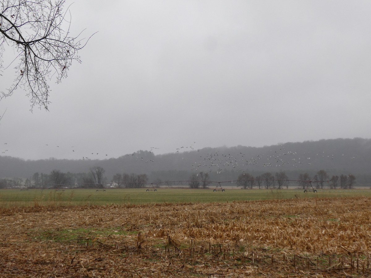 Sandhill Crane - ML645471967