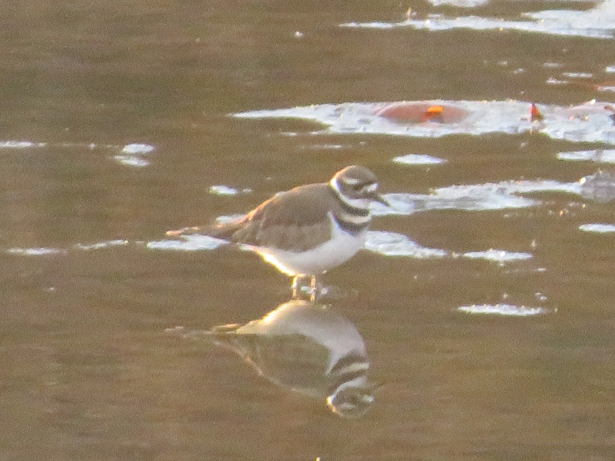 Killdeer - ML645471968