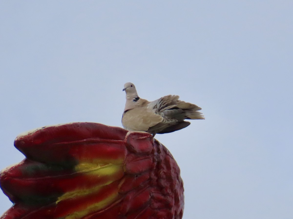 Tortora dal collare - ML645471969