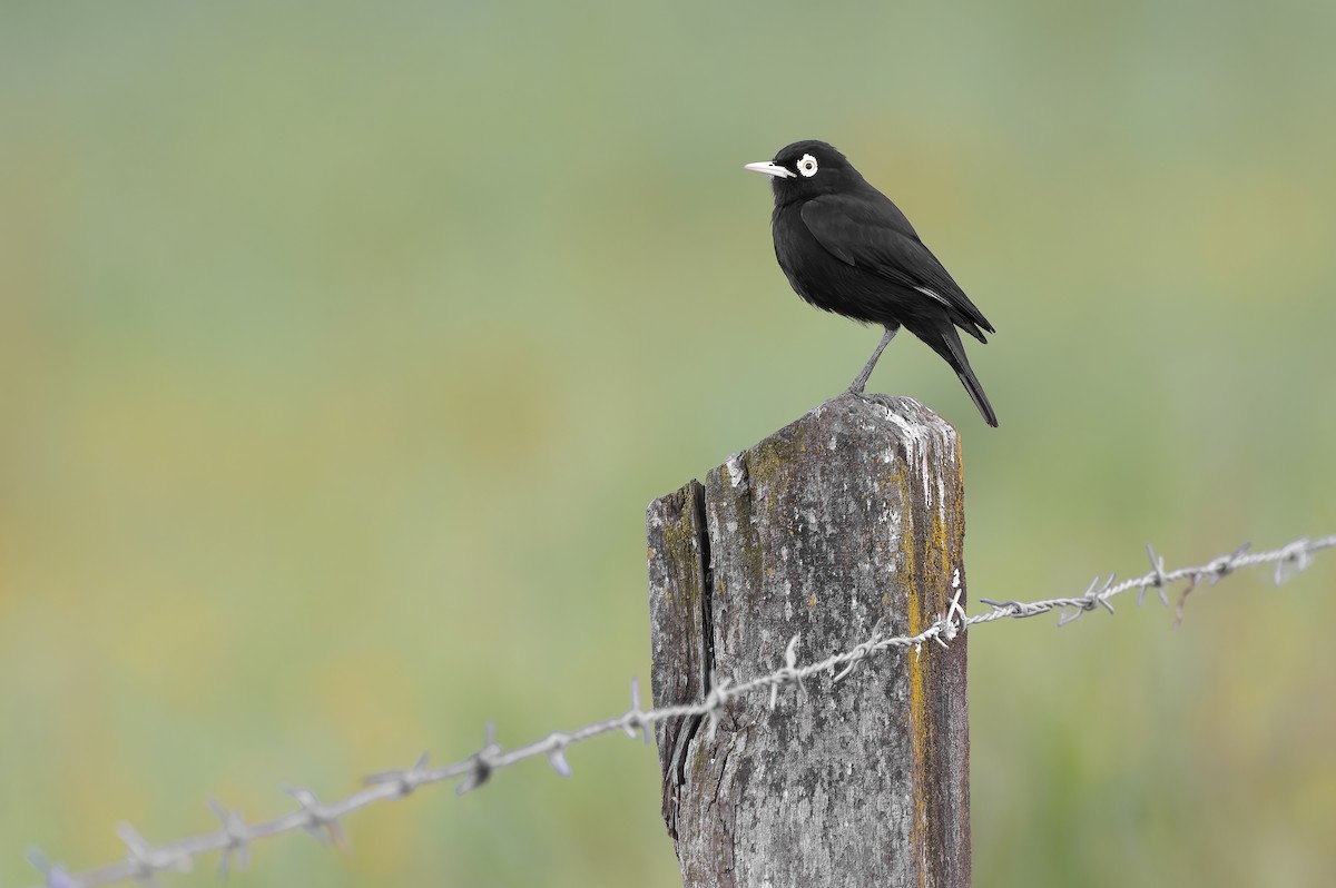 Spectacled Tyrant - ML645471970