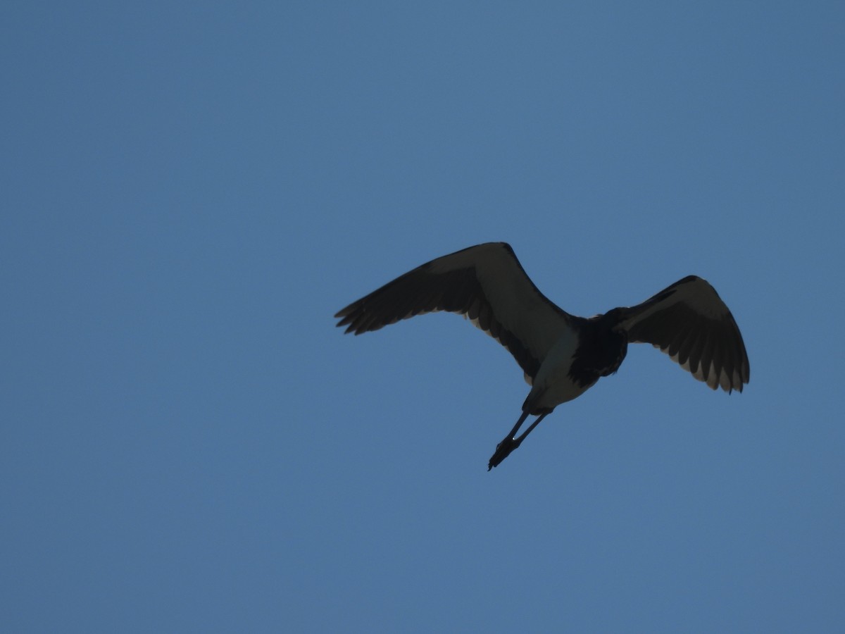 Tricolored Heron - ML645471971