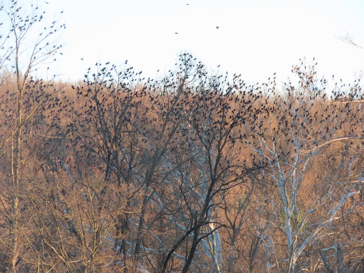 Common Grackle - ML645471972