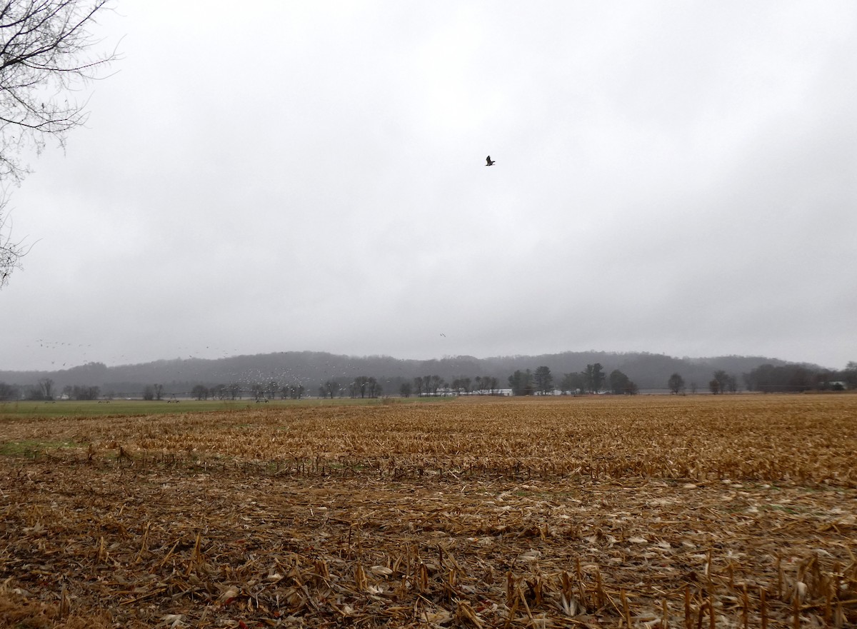 Bald Eagle - ML645471973