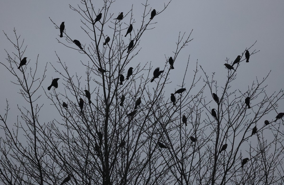 blackbird sp. - ML645471982