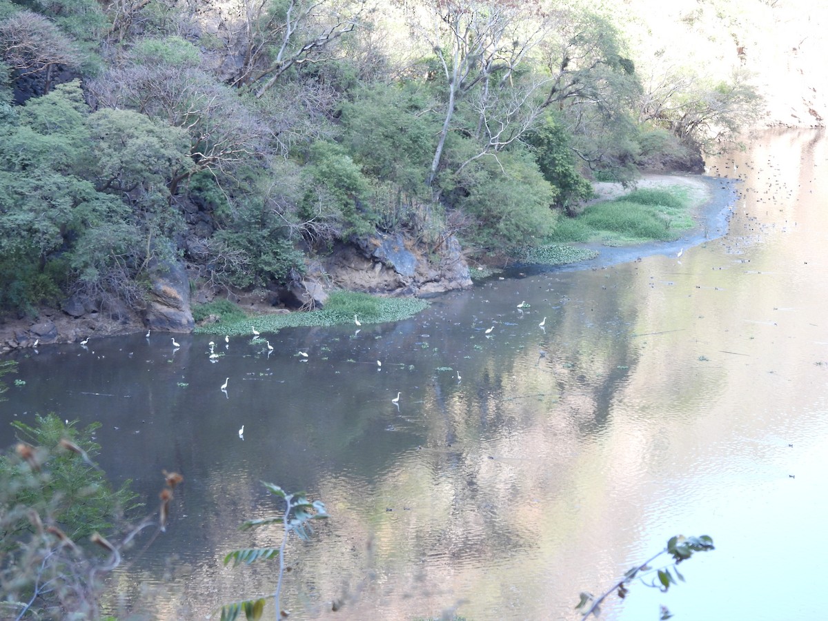 Great Egret - ML645471985