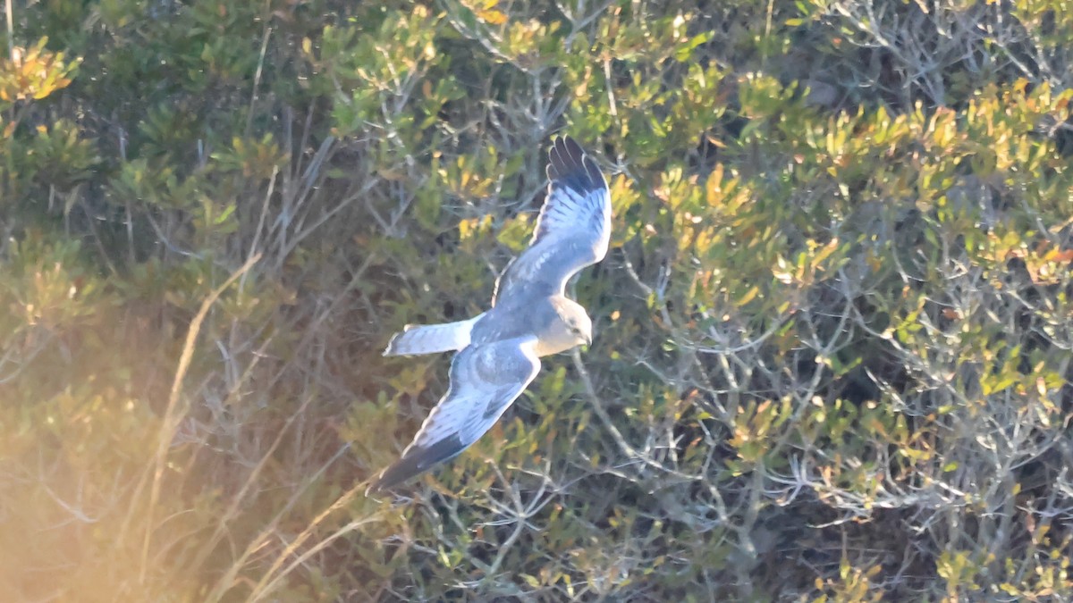 Лунь американський - ML645472002