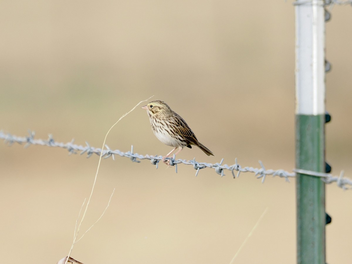 Savannah Sparrow - ML645472005