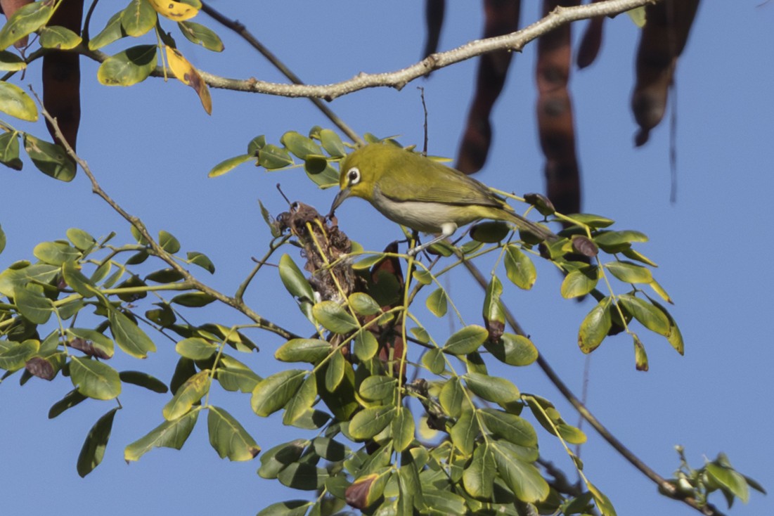 Ashy-bellied White-eye - ML645472008