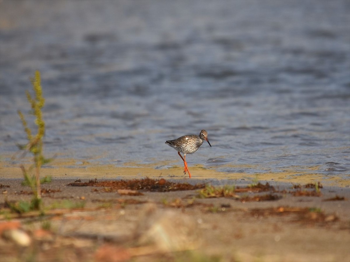 赤足鷸 - ML645472014