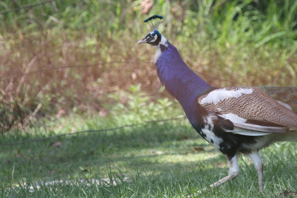 インドクジャク（家畜） - ML645472016