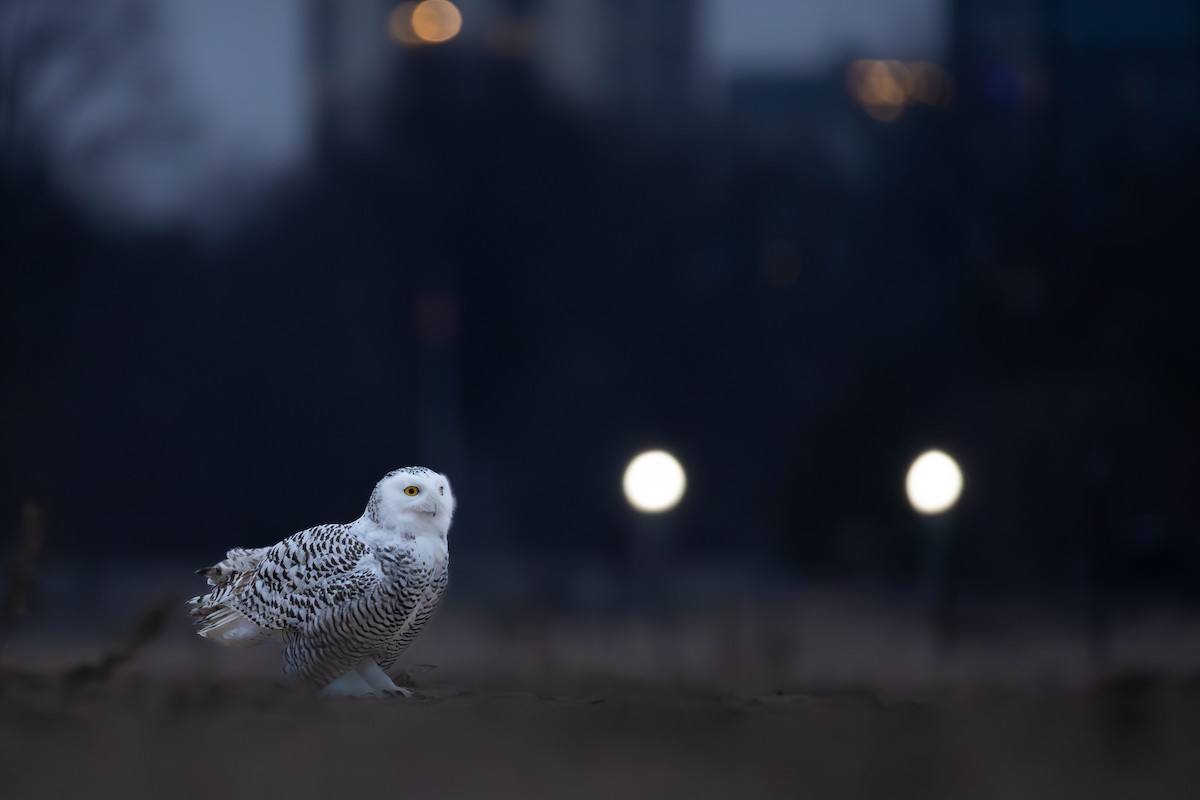 Harfang des neiges - ML645472026