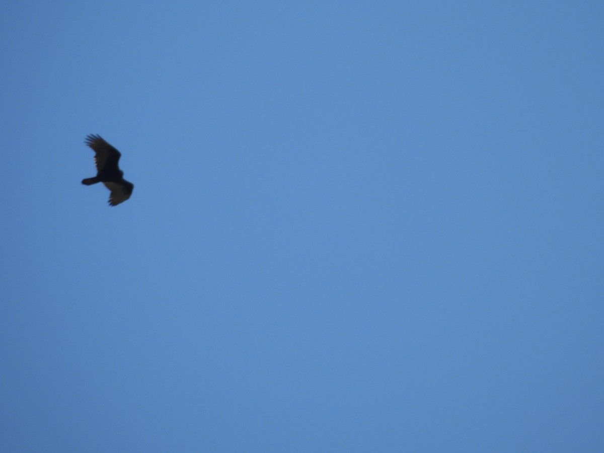 Turkey Vulture - ML645472039