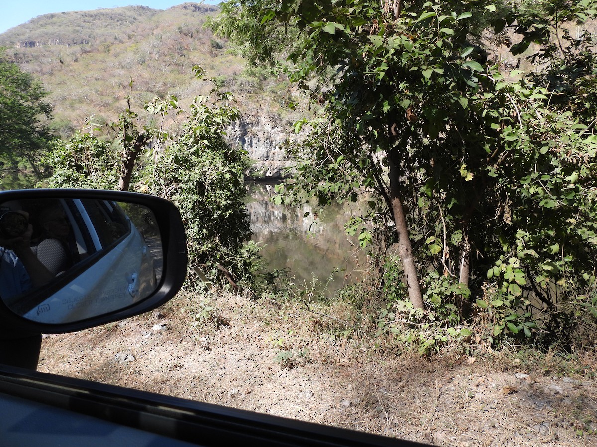 Common Black Hawk - ML645472042