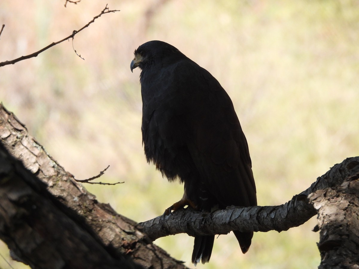 Common Black Hawk - ML645472043