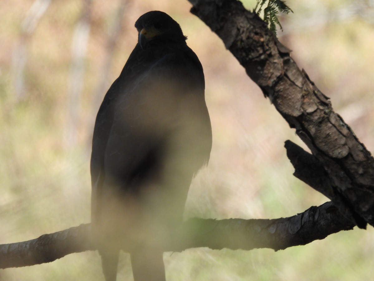 Common Black Hawk - ML645472044