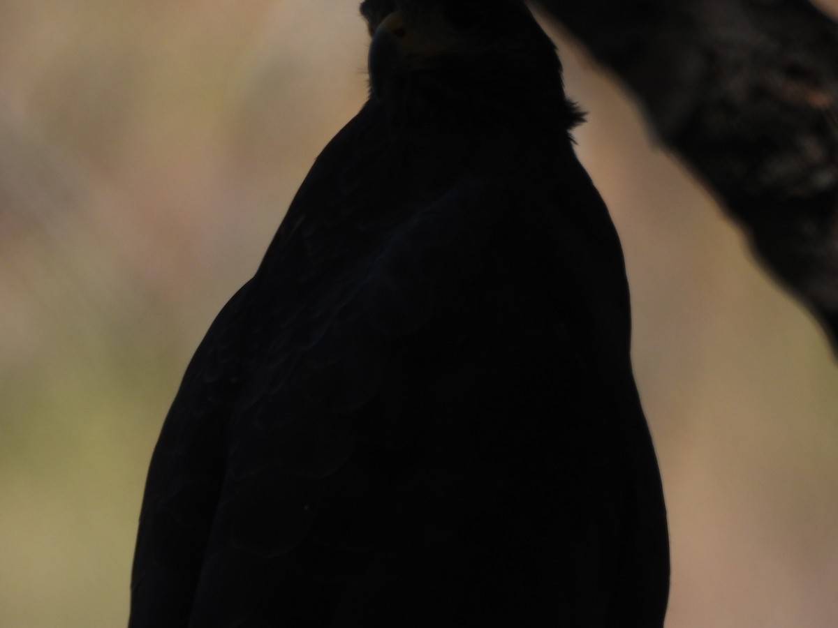 Common Black Hawk - ML645472045