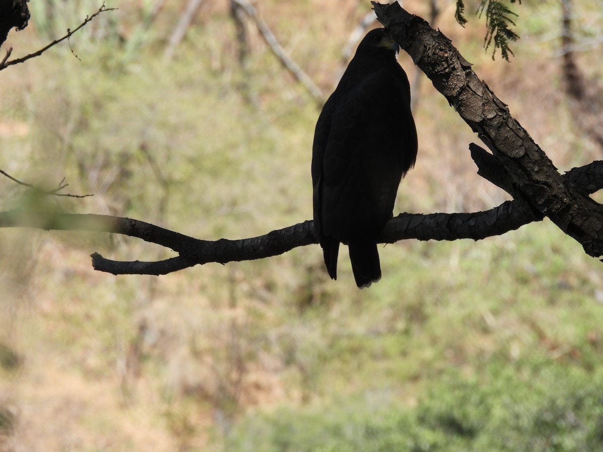 Common Black Hawk - ML645472046