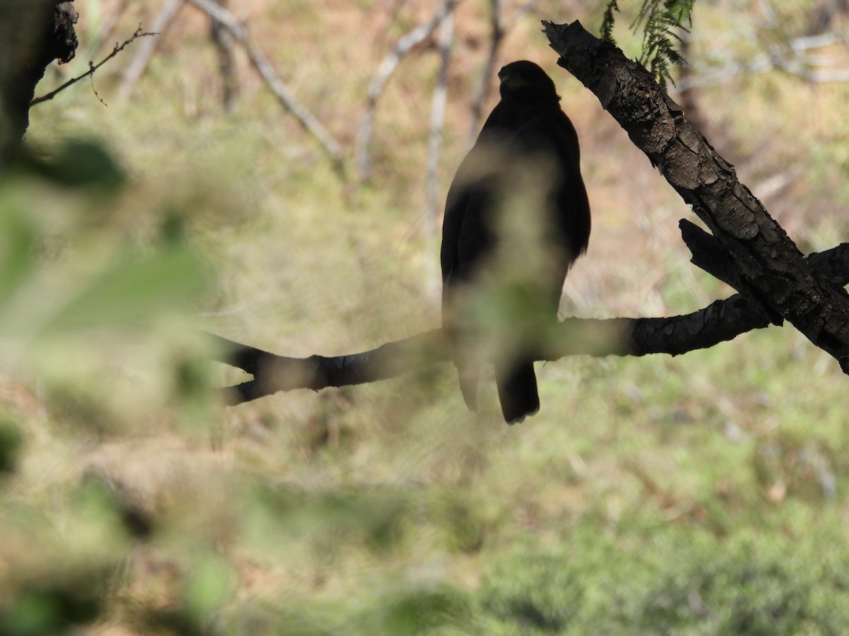 Common Black Hawk - ML645472047