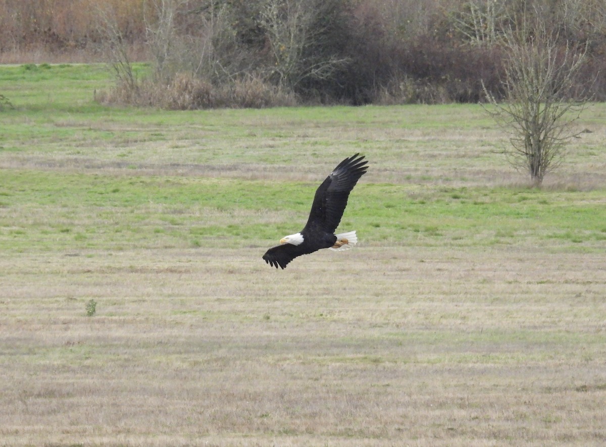 Bald Eagle - ML645472063