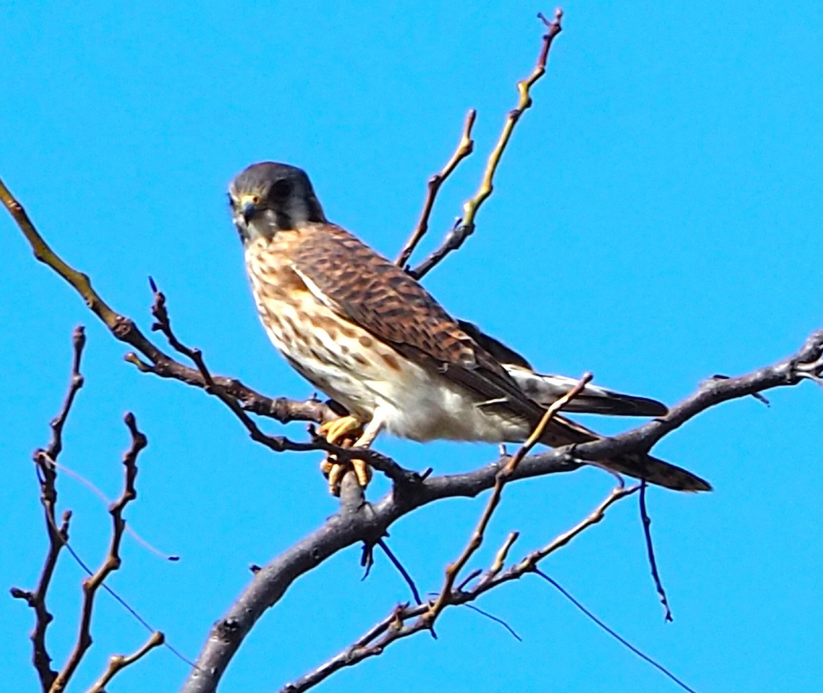 American Kestrel - ML645472065