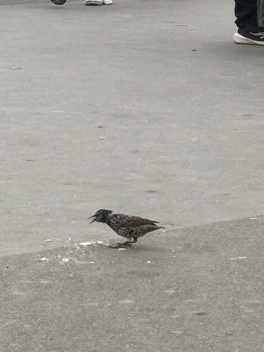 European Starling - ML645472066