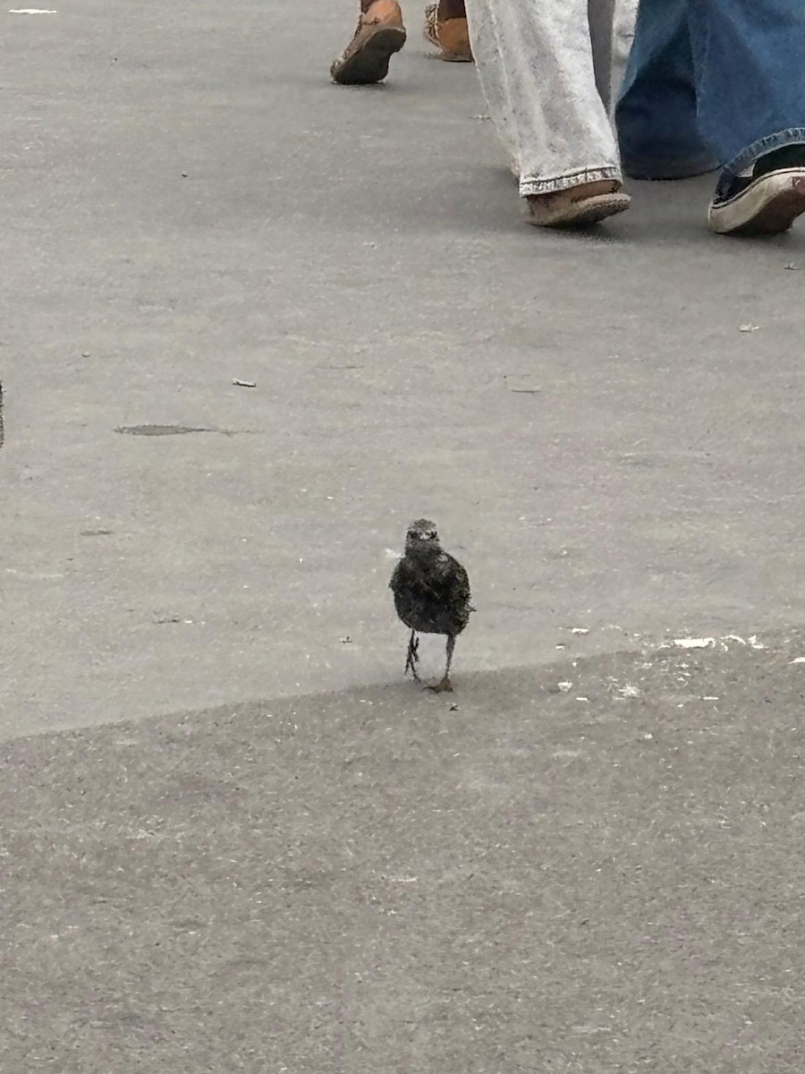 European Starling - ML645472067