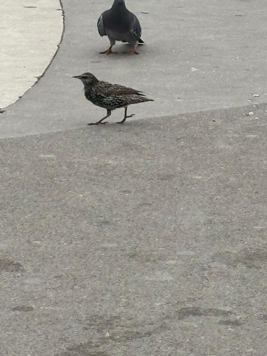 European Starling - ML645472068