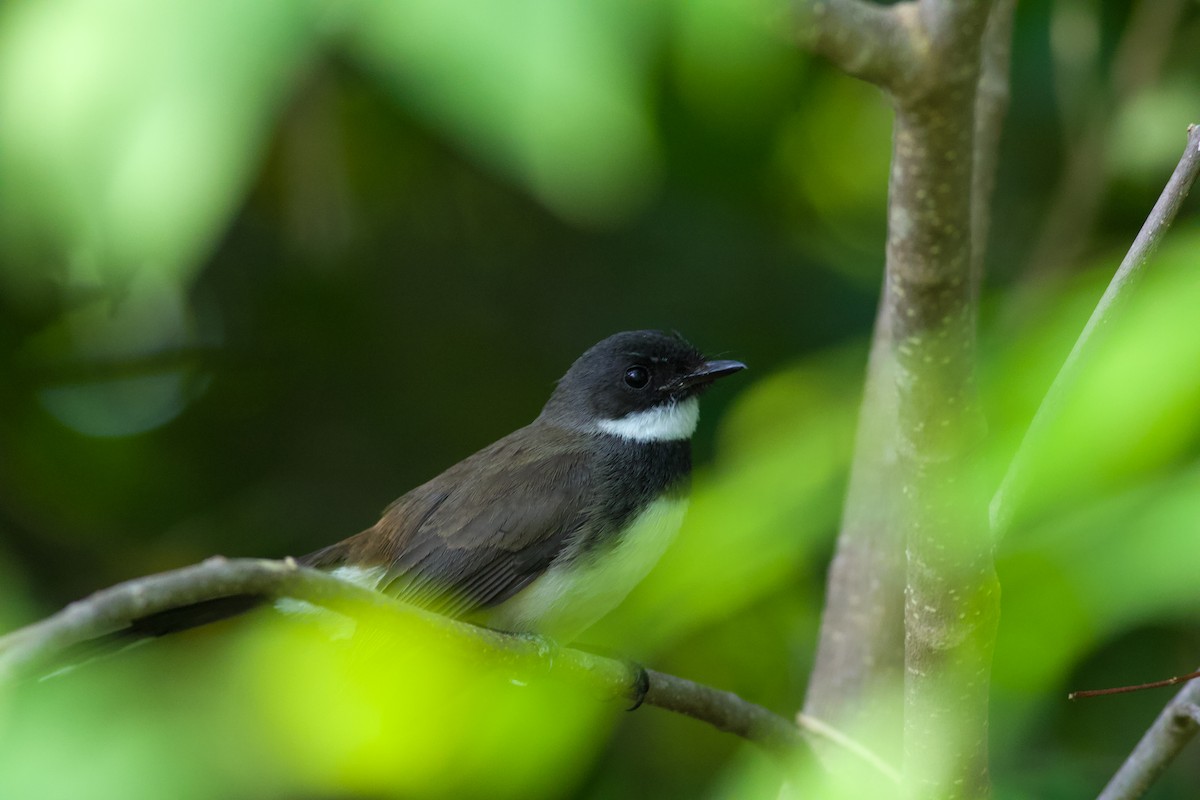 Malaysian Pied-Fantail - ML645472069