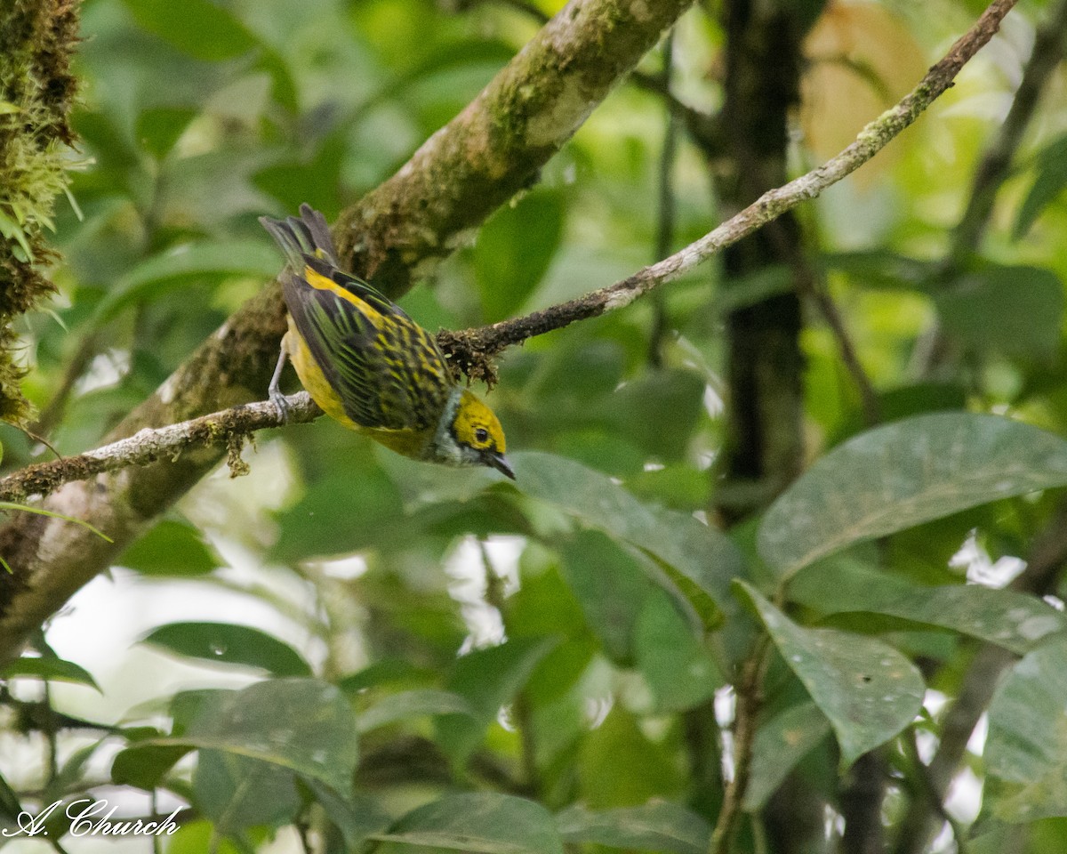 Silver-throated Tanager - ML645472076