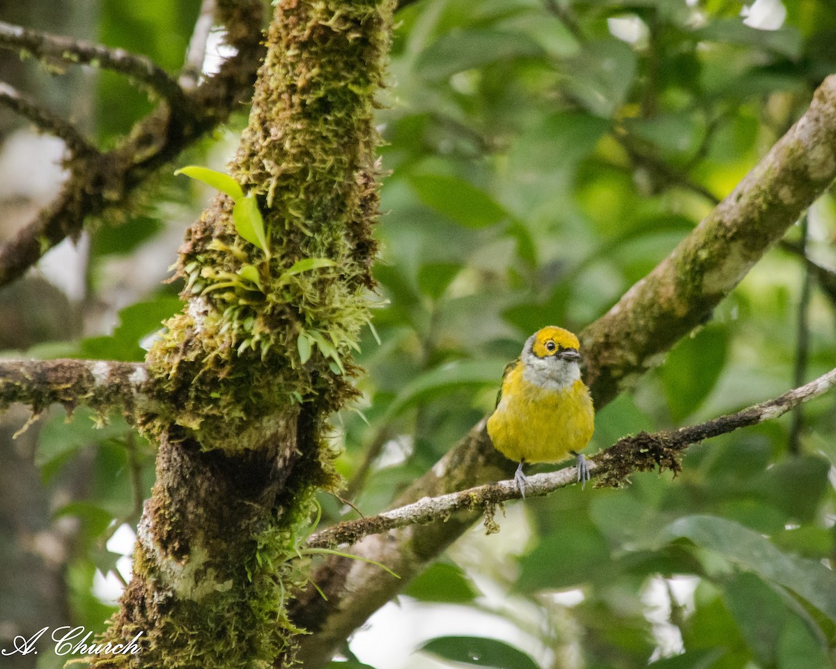 Silver-throated Tanager - ML645472077