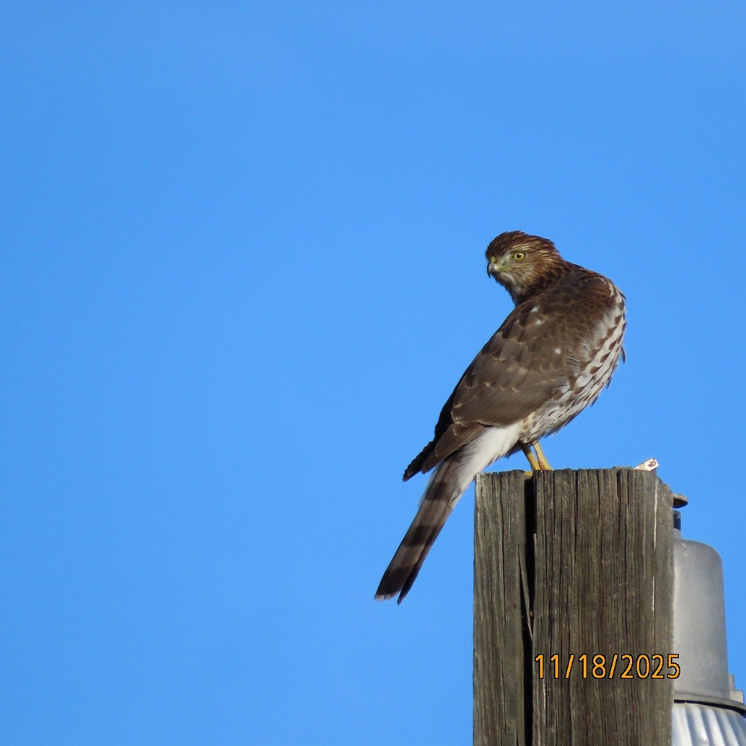 Cooper's Hawk - ML645472078